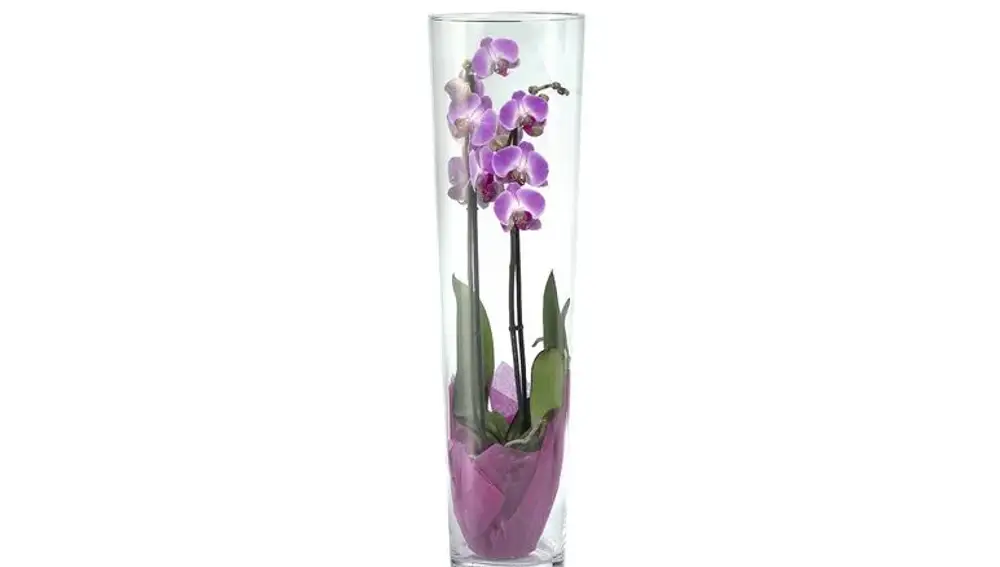 Orquídea en jarrón, de venta en Lidl