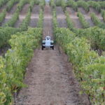VineScout, el robot agricultor que cuida los viñedos