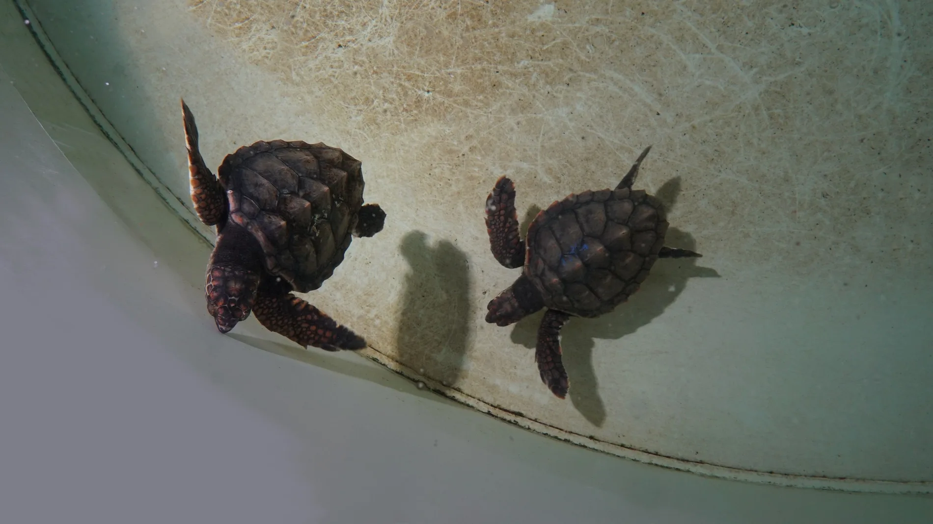 Marina y Xeresa, las dos tortugas bobas comparten cena en el Arca del Mar