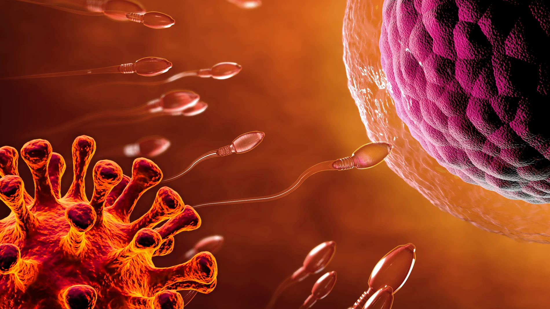La Covid-19 sí daña los espermatozoides, pero no provoca infertilidad