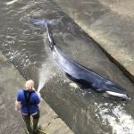 La cría de ballena minke que quedó atrapada en el Támesis