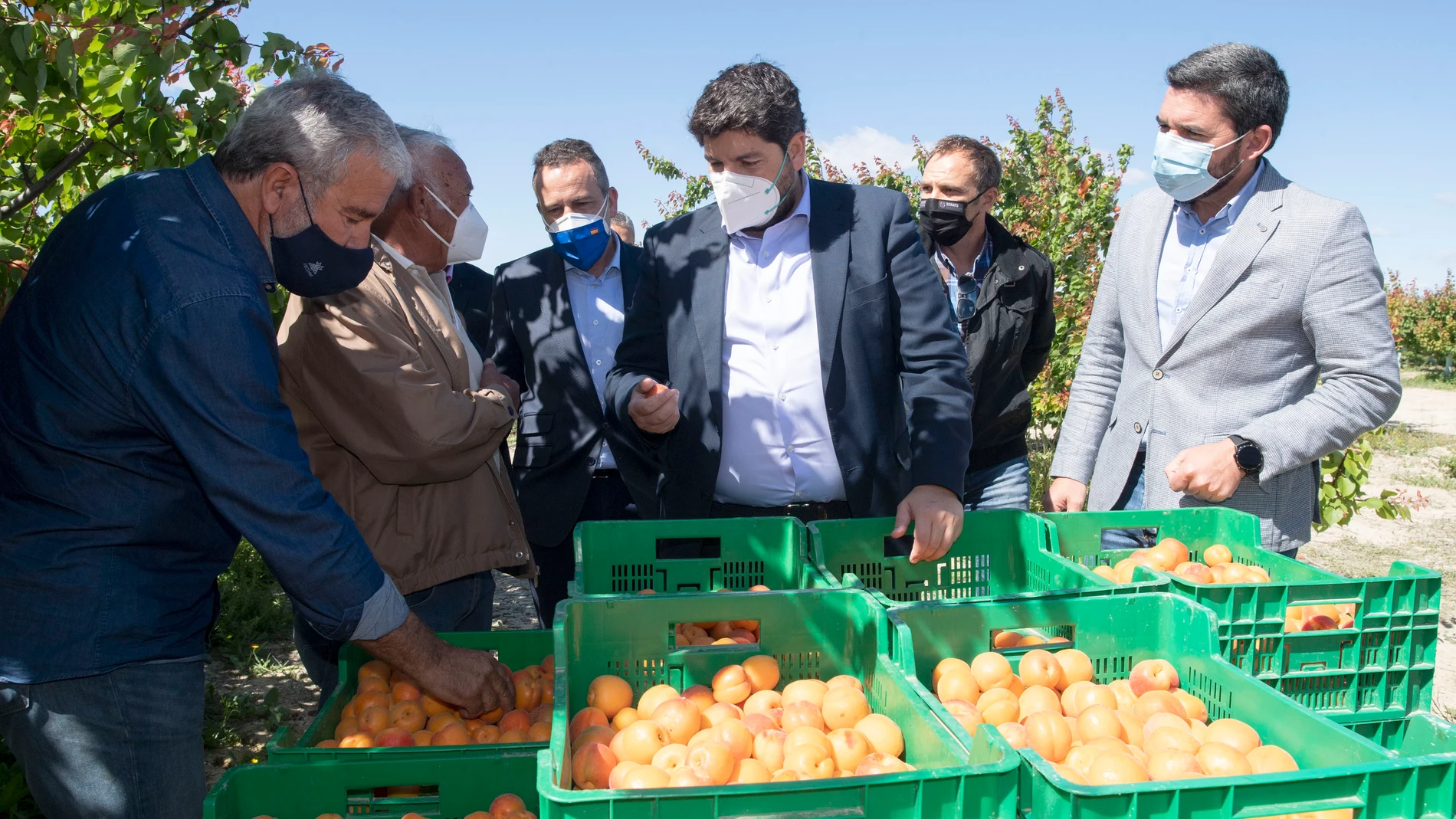 El presidente de la Comunidad y el consejero de Agricultura visitan una finca de cultivo ecológico de albaricoque en Abanilla