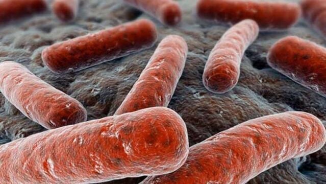 Recreación de la bacteria Mycobacterium tuberculosis que causa la infección pulmonarCSIC11/05/2021