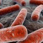 Recreación de la bacteria Mycobacterium tuberculosis que causa la infección pulmonarCSIC11/05/2021