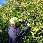 Los agricultores valencianos alertan de las nefastas repercusiones del Pacto Verde Europeo