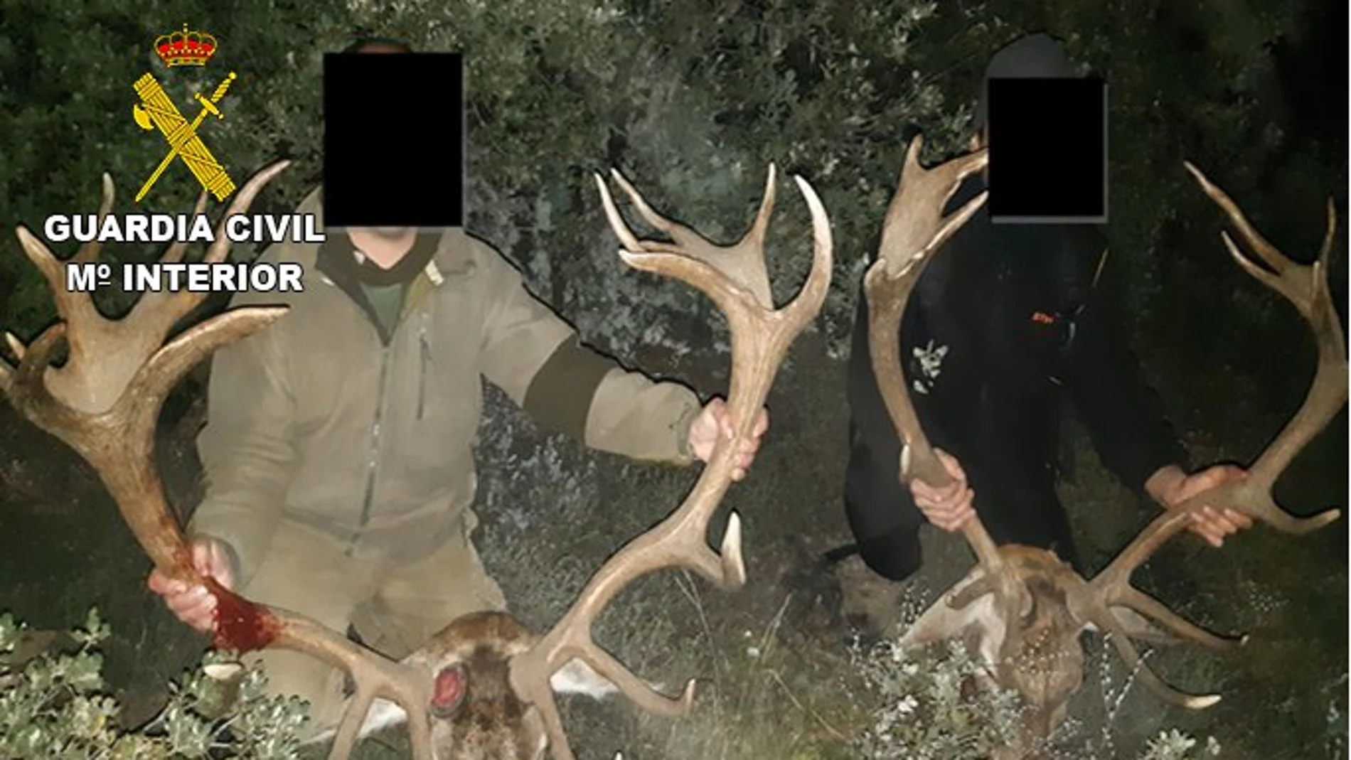 Investigados seis personas por organizar batidas de caza en Ávila, Segovia y Toledo