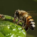 Una abeja africanizada se posa sobre una hoja.