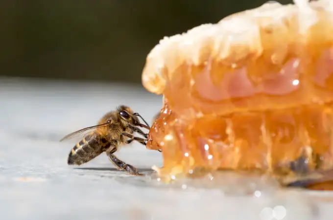 ¿Por qué el reto de la miel congelada en TikTok es tan peligroso?