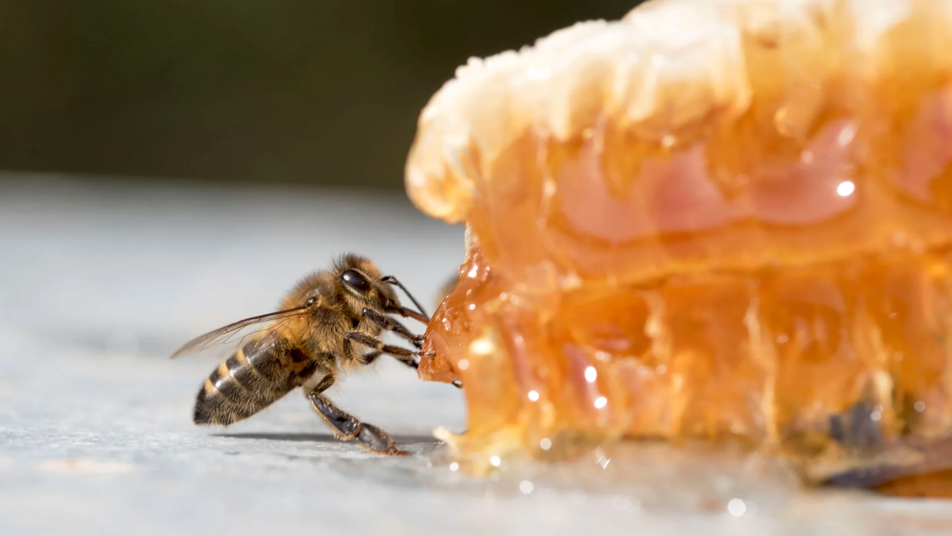 ¿Por qué el reto de la miel congelada en TikTok es tan peligroso?