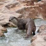 Imagen de una nutria europea en Terra Natura