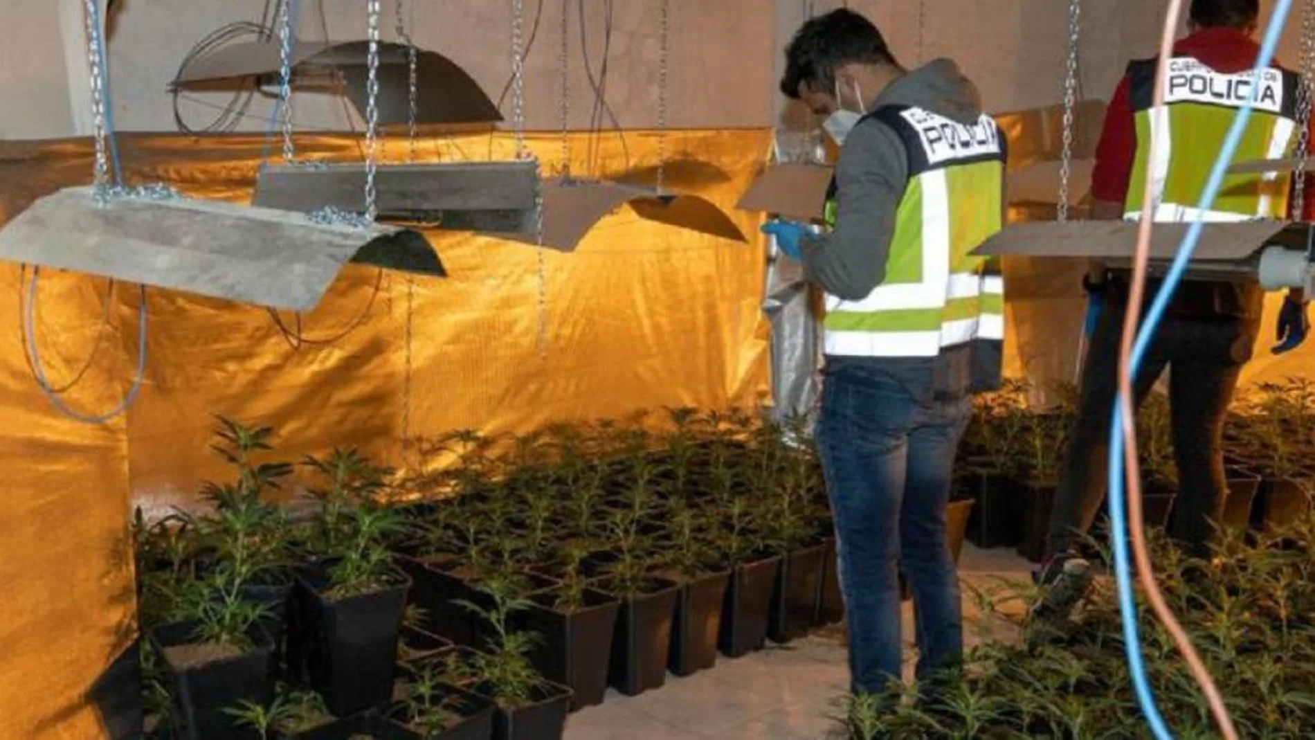 Plantación de marihuana en un garaje de San Sebastián de los Reyes