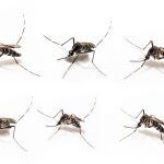 En España contamos con la presencia de otro otro importante vector de transmisión de enfermedades como el dengue o el zika: el mosquito tigre. Se detectó en 2004 en Barcelona y, desde entonces, se ha extendido por toda la costa mediterránea, Baleares, País Vasco, Madrid, Extremadura y Andalucía