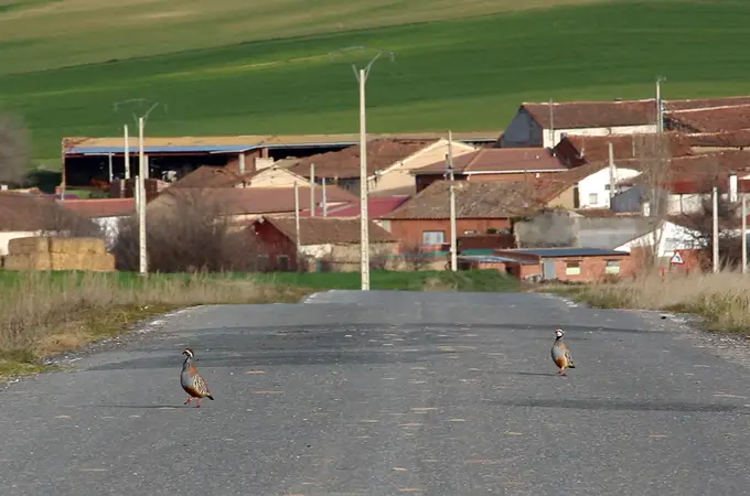 Europa inicia el proceso para intentar prohibir la caza de la perdiz roja
