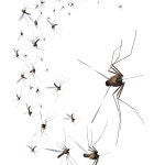 La liberación de millones de voladores modificados genéticamente para combatir el dengue, bajo el paraguas del Foro Económico Mundial, genera rechazo entre los grupos ambientalistas, que lo consideran una técnica costosa y peligrosa que puede afectar a los ecosistemas y crear males mayores que los que se pretenden combatir