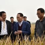 Yuan Longping (en el centro), en una plantación de arroz híbrido en la provincia china de Hebei, en 2017