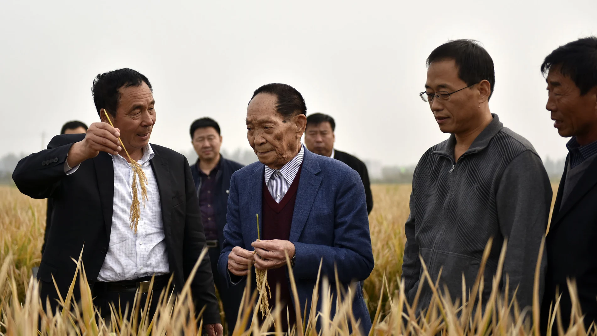 Yuan Longping (en el centro), en una plantación de arroz híbrido en la provincia china de Hebei, en 2017