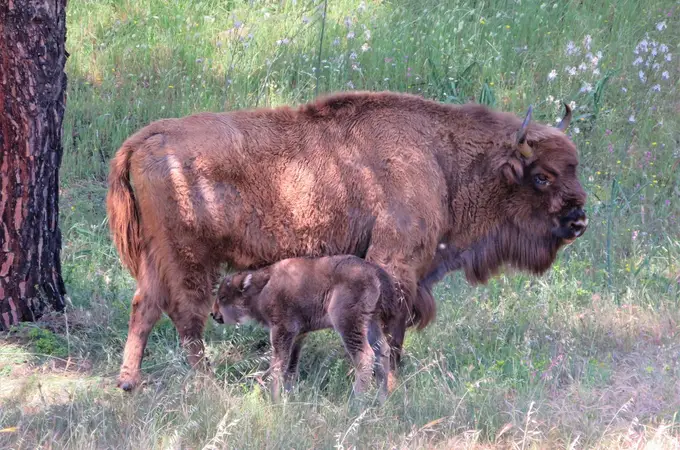 Los bisontes, especie en peligro, podría adaptarse al clima de Andalucía 
