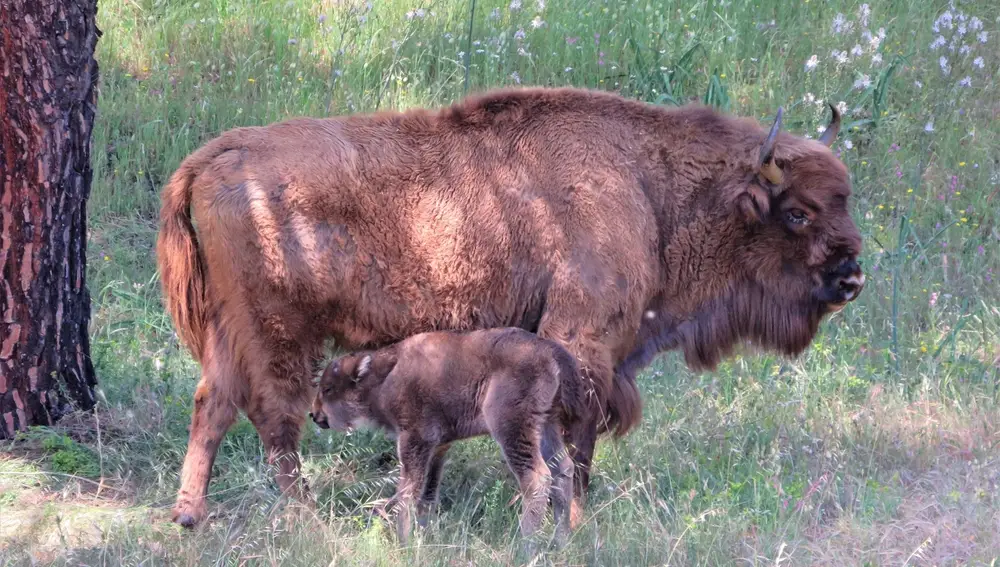 La cría del primer bisonte europeo andaluz junto a su madre en la Sierra de Andújar. YVONNE KEMP