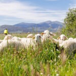 Ovejas en un paraje segoviano