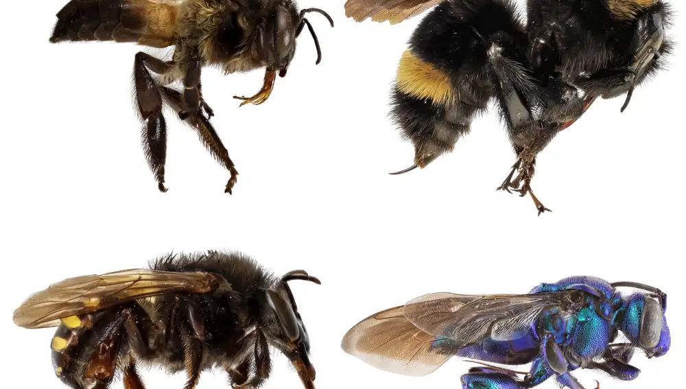 De arriba a abajo y de izquierda a derecha: Apis dorsata,(una abeja de la miel); Bombus pauloensis, (un abejorro), Melipona quadrifasciata (abeja sin aguijón) y Exaerete smaragdina, (abeja de las orquídeas). (Fotografías de Eduardo Alemeida, Universidad de São Paulo)