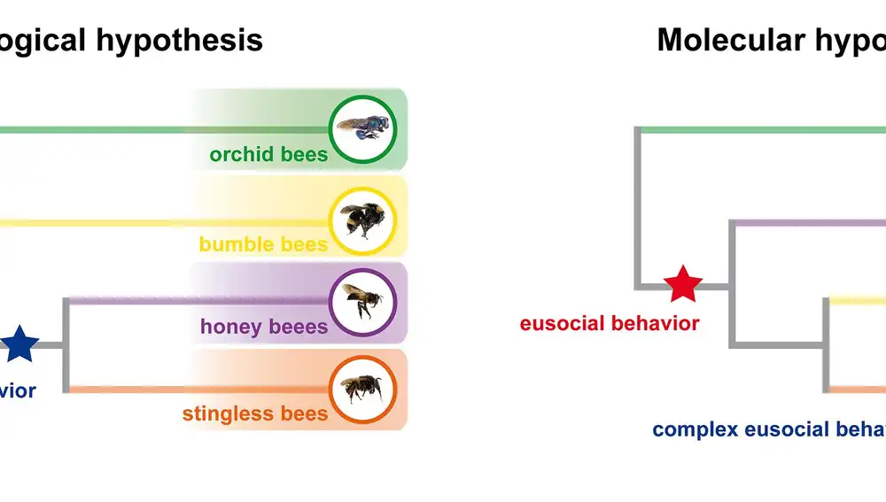 Hipótesis morfológica y molecular sobre la evolución de las abejas (respectivamente), indicando con una estrella roja el momento en que apareció la organización eusocial y en azul cuando esta se volvió más compleja. (Diego Sasso Porto)