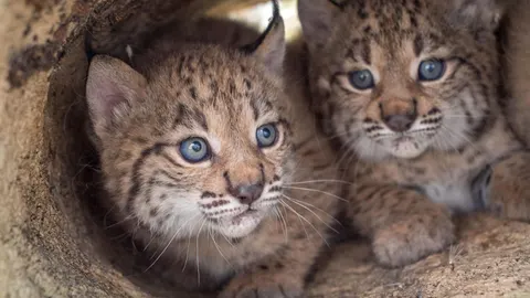 Dos crías de lince ibérico