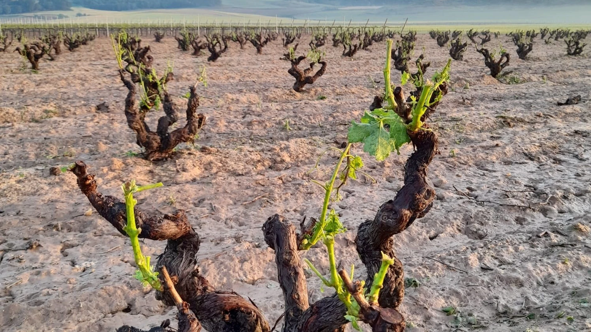 Una viña afectada por la granizada caída en los últimos días en la Ribera del Duero