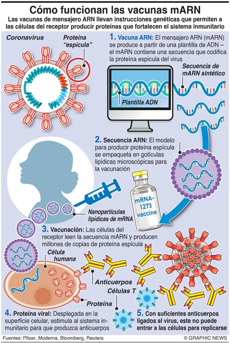 Así funcionan las vacunas mARN