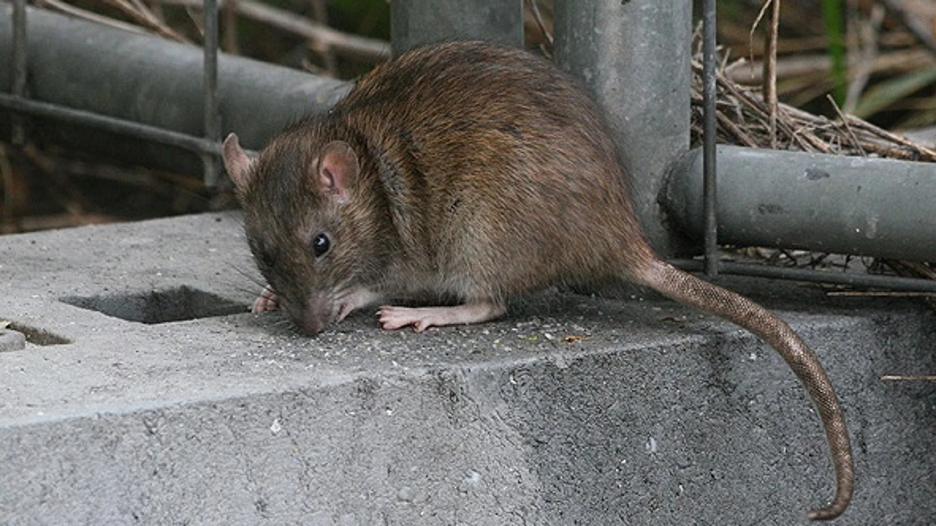 Tras el confinamiento la población de ratas ha incrementado un 25% en Barcelona.