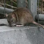 Tras el confinamiento la población de ratas ha incrementado un 25% en Barcelona.