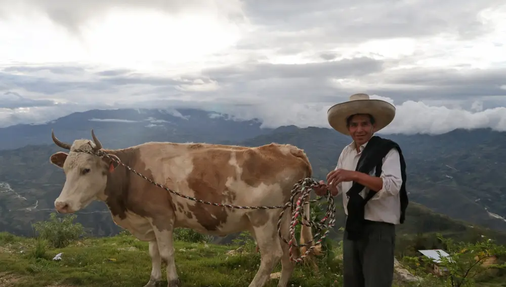 José Mercedes Castillo, el mayor de los hermanos del candidato presidencial peruano Pedro Castillo, lleva una vaca