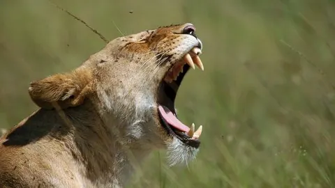 El propietario publicó un gran número de imágenes del león en la red social, en muchas de ellas saliendo abrazado y bañado.
