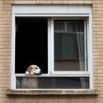 El tribunal eleva la indemnización a un vecino que sufrió ansiedad y depresión por "la prolongada exposición a los ruidos de los perros" de sus vecinos