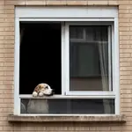 El tribunal eleva la indemnización a un vecino que sufrió ansiedad y depresión por &quot;la prolongada exposición a los ruidos de los perros&quot; de sus vecinos