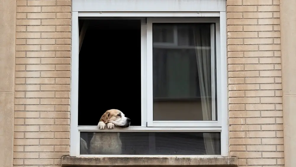 Un perro observa la calle desde una ventana de una vivienda