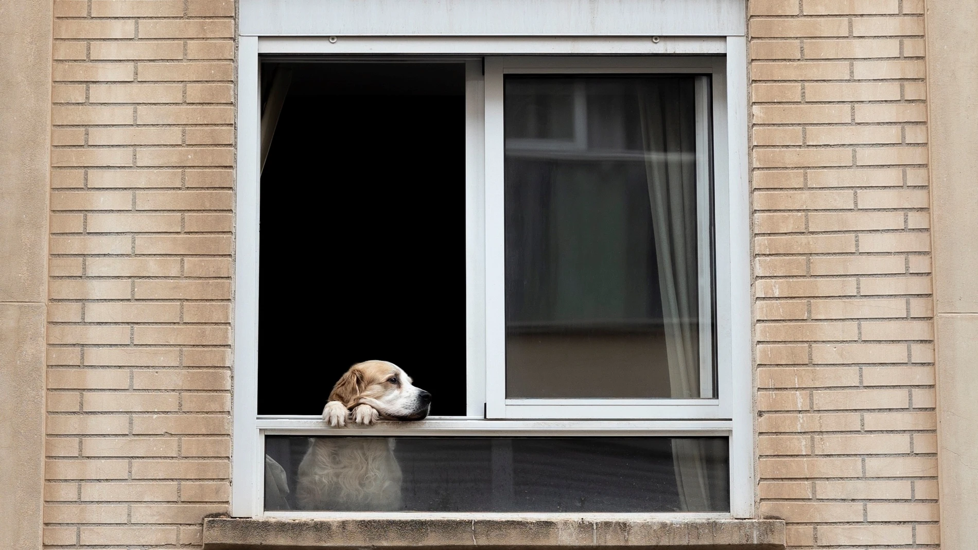 Un perro observa la calle desde una ventana de una vivienda