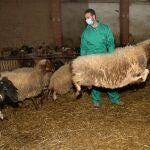 El joven ganadero de Fuentes de Nava (Palencia)