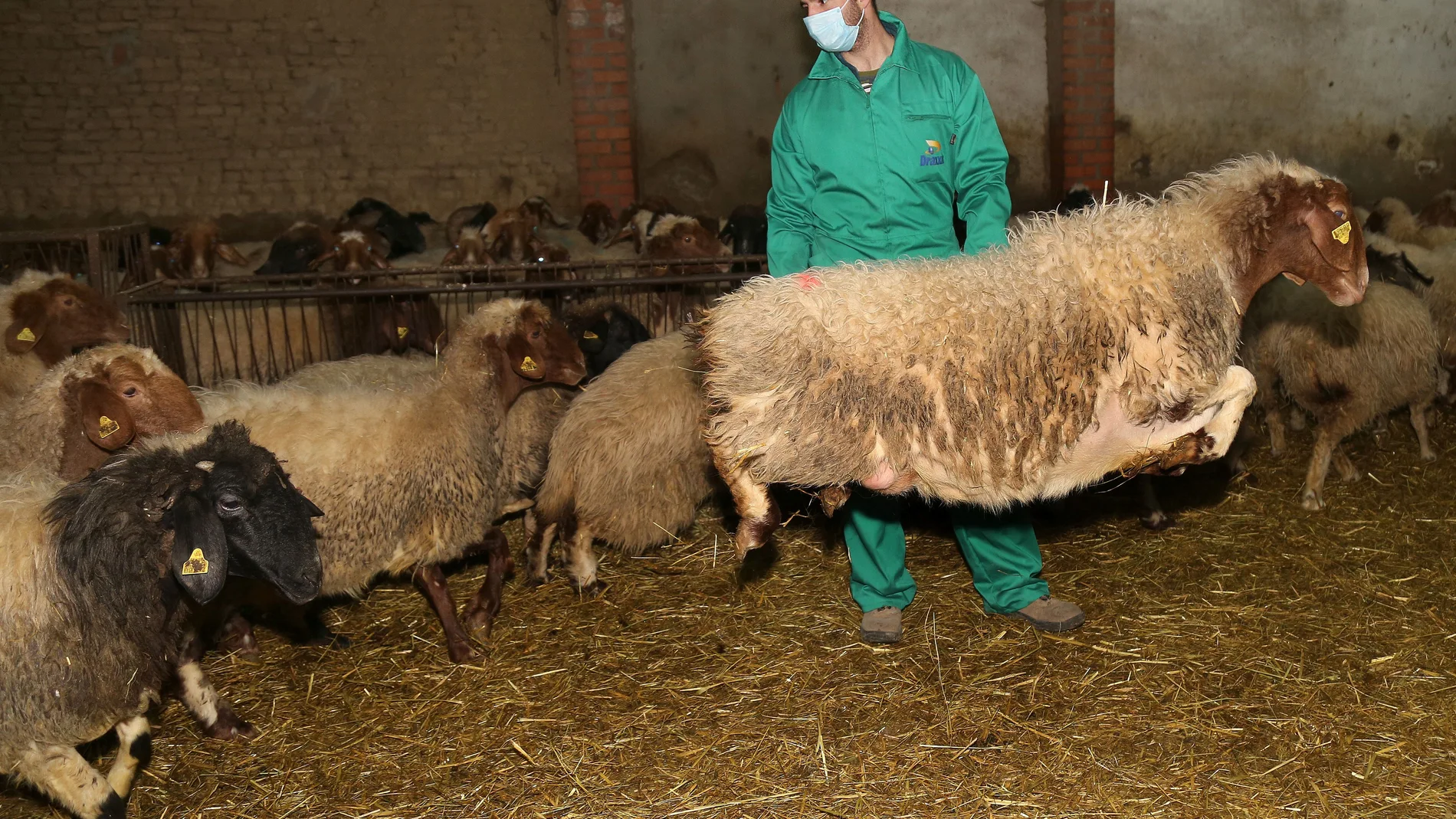 El joven ganadero de Fuentes de Nava (Palencia)