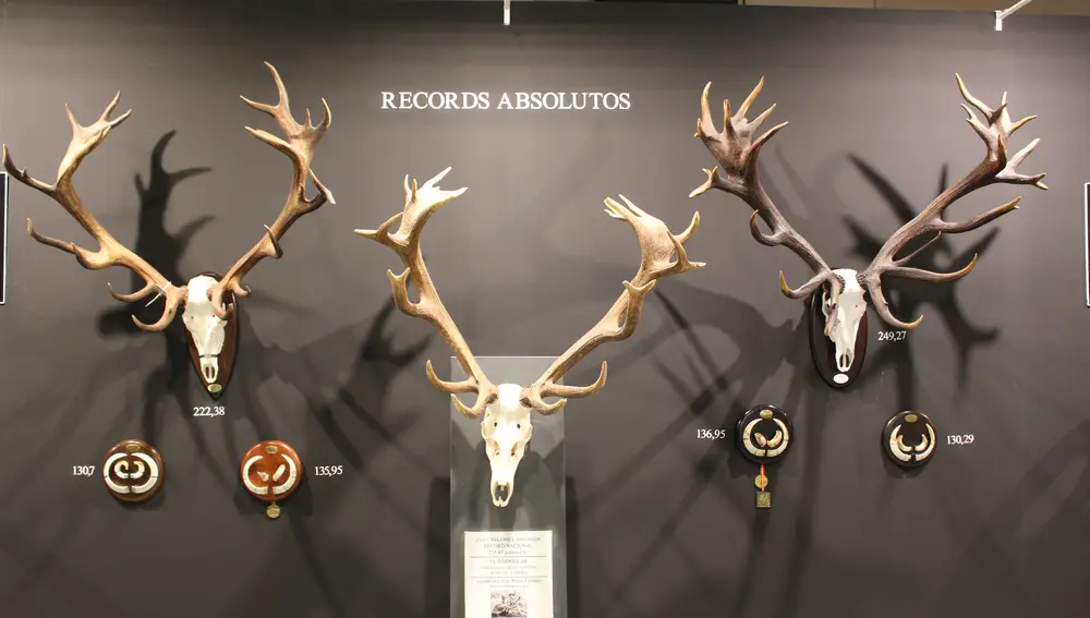 La Junta Nacional de Homologación de Trofeos de Caza exhibe los récords absolutos de caza en España.