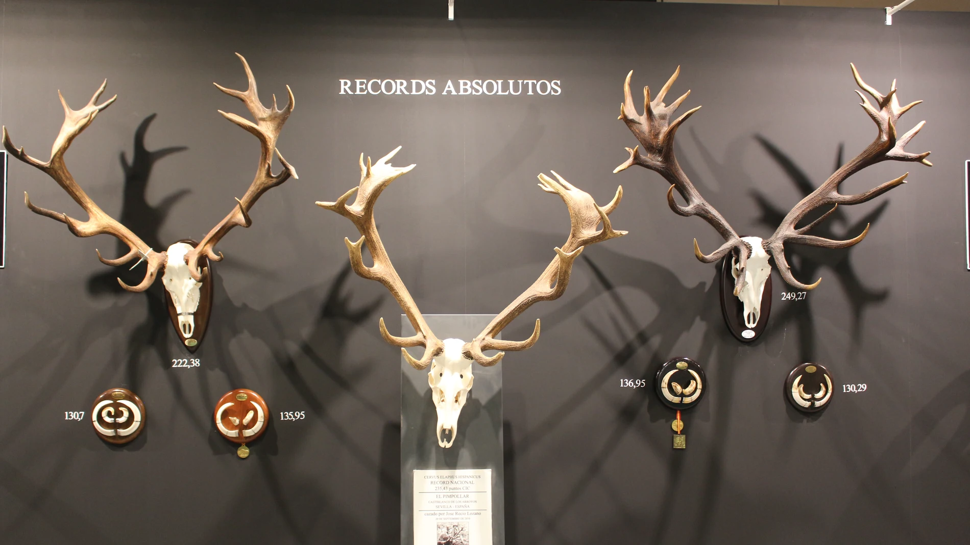 La Junta Nacional de Homologación de Trofeos de Caza exhibe los récords absolutos de caza en España.