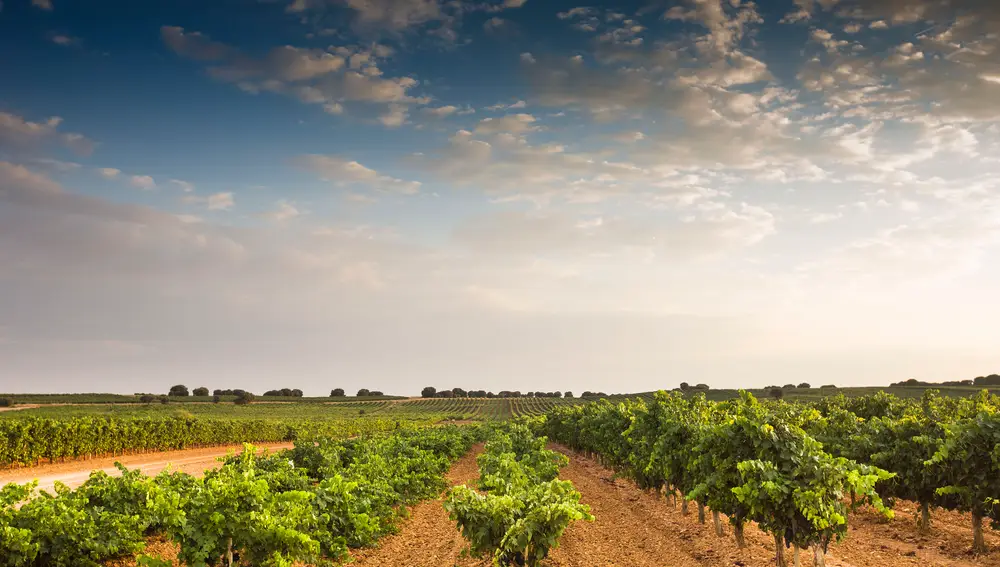 Viñedo de la Ribera del Duero