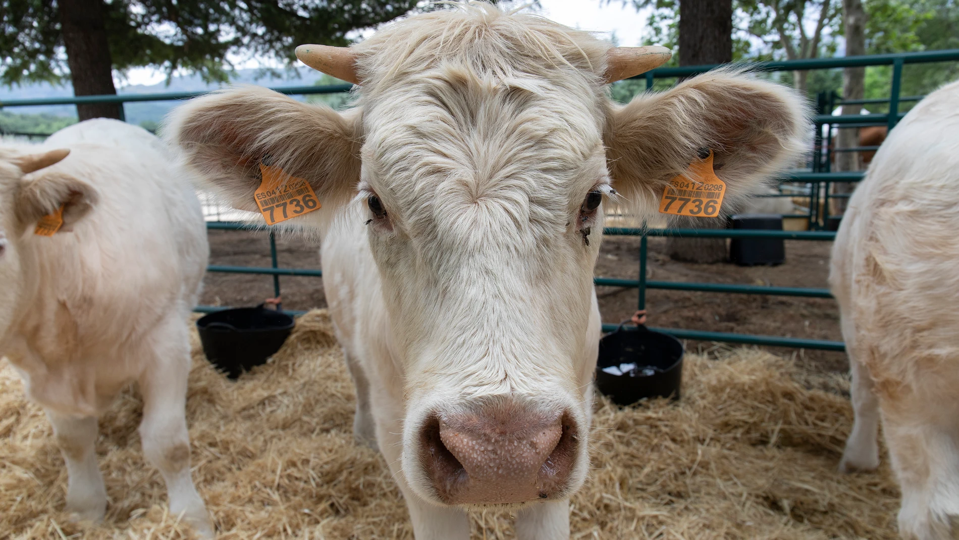 Una vaca, durante una muestra de ganado, en el primer día de la IV Feria del Ganado de El Escorial, a 11 de junio de 2021