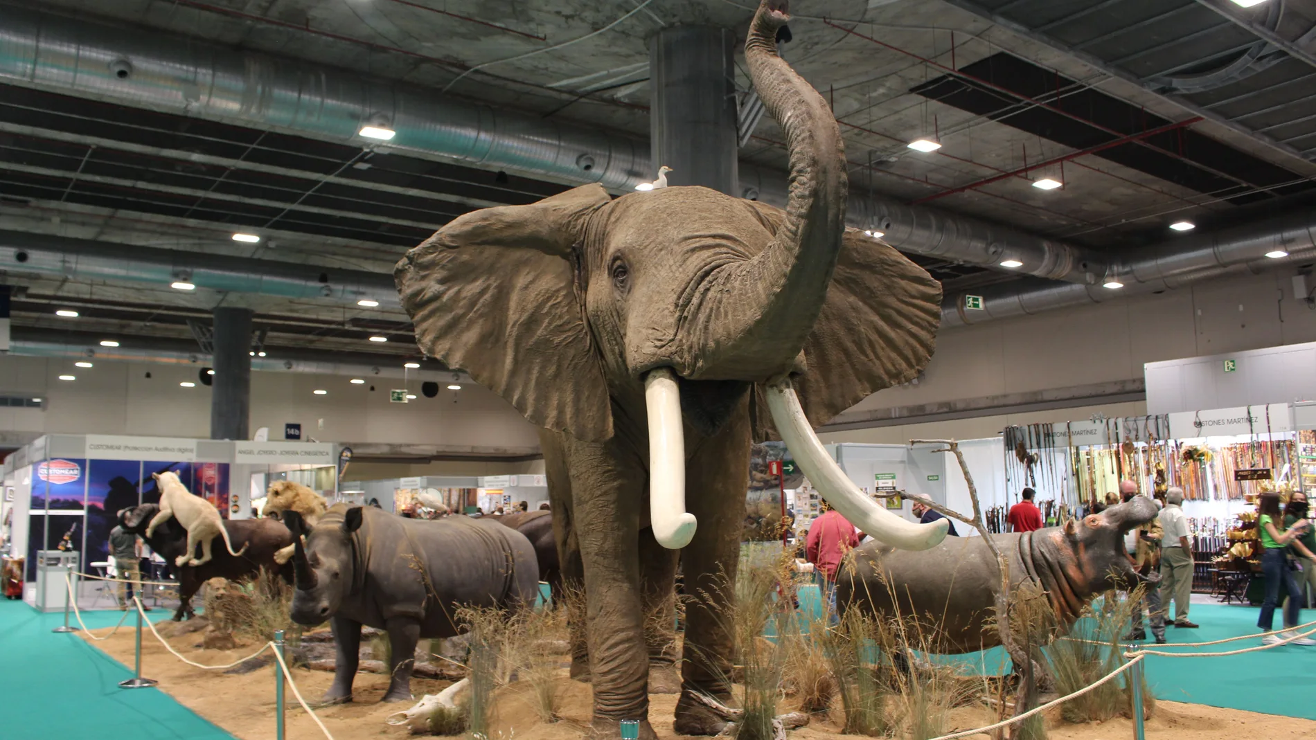 Un gran elefante representa la taxidermia en el centro del pabellón
