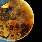 Placa de Petri con un cultivo de microorganismos