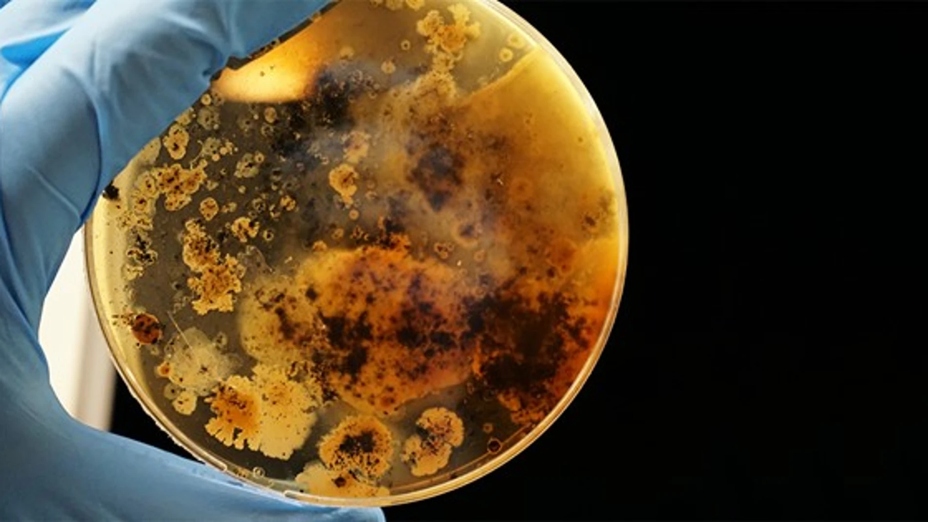 Placa de Petri con un cultivo de microorganismos