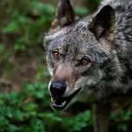 Nuevo ataque de lobos a una explotación ganadera en Burgos