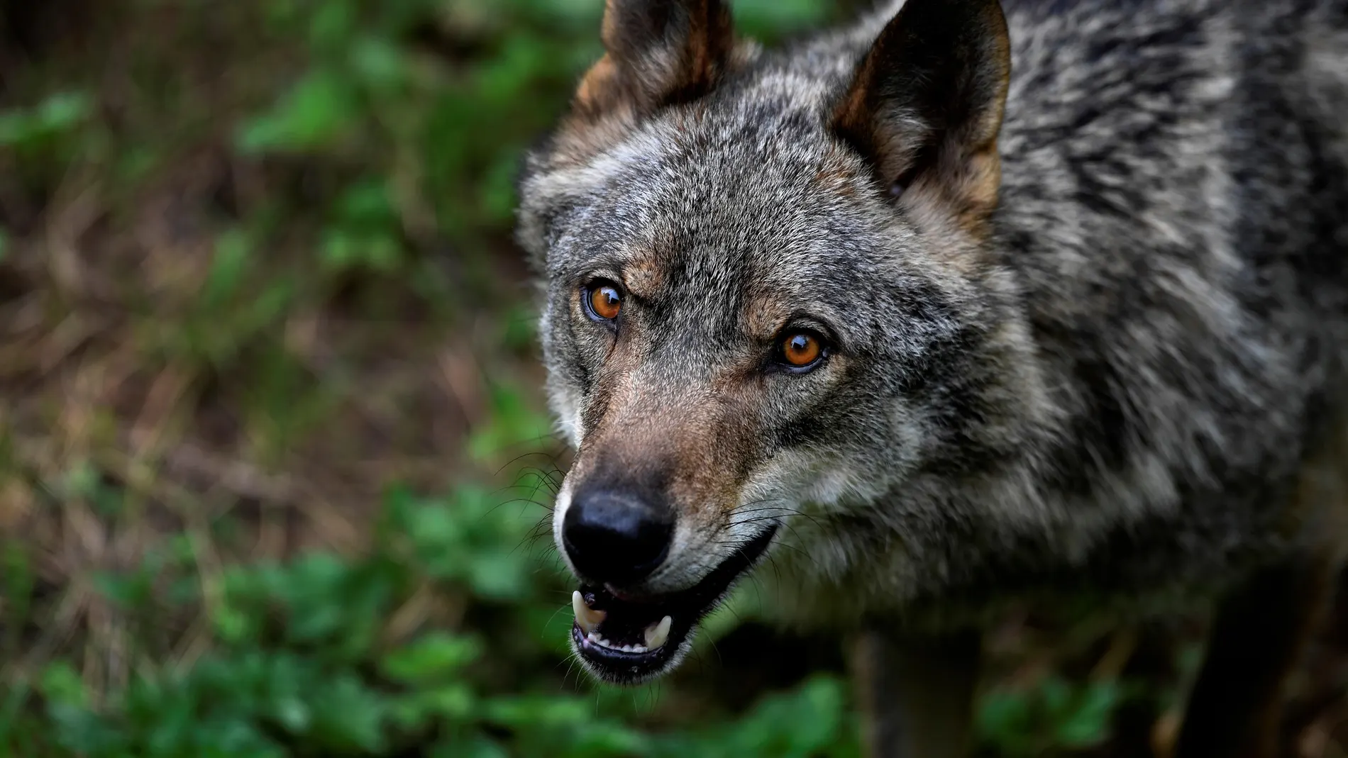 Nuevo ataque de lobos a una explotación ganadera en Burgos