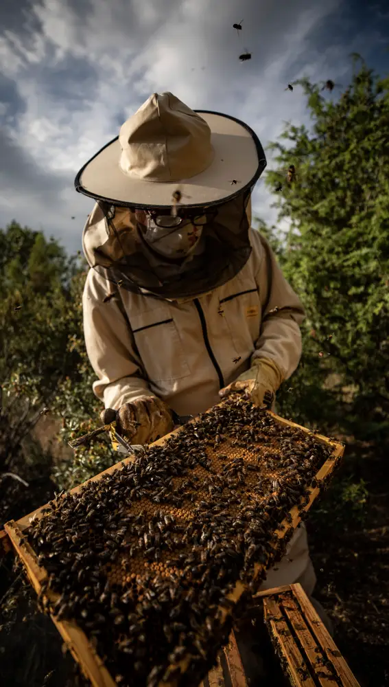 Javier Garrido, apicultor de El Jarabo, saca un panal de su colmenar.