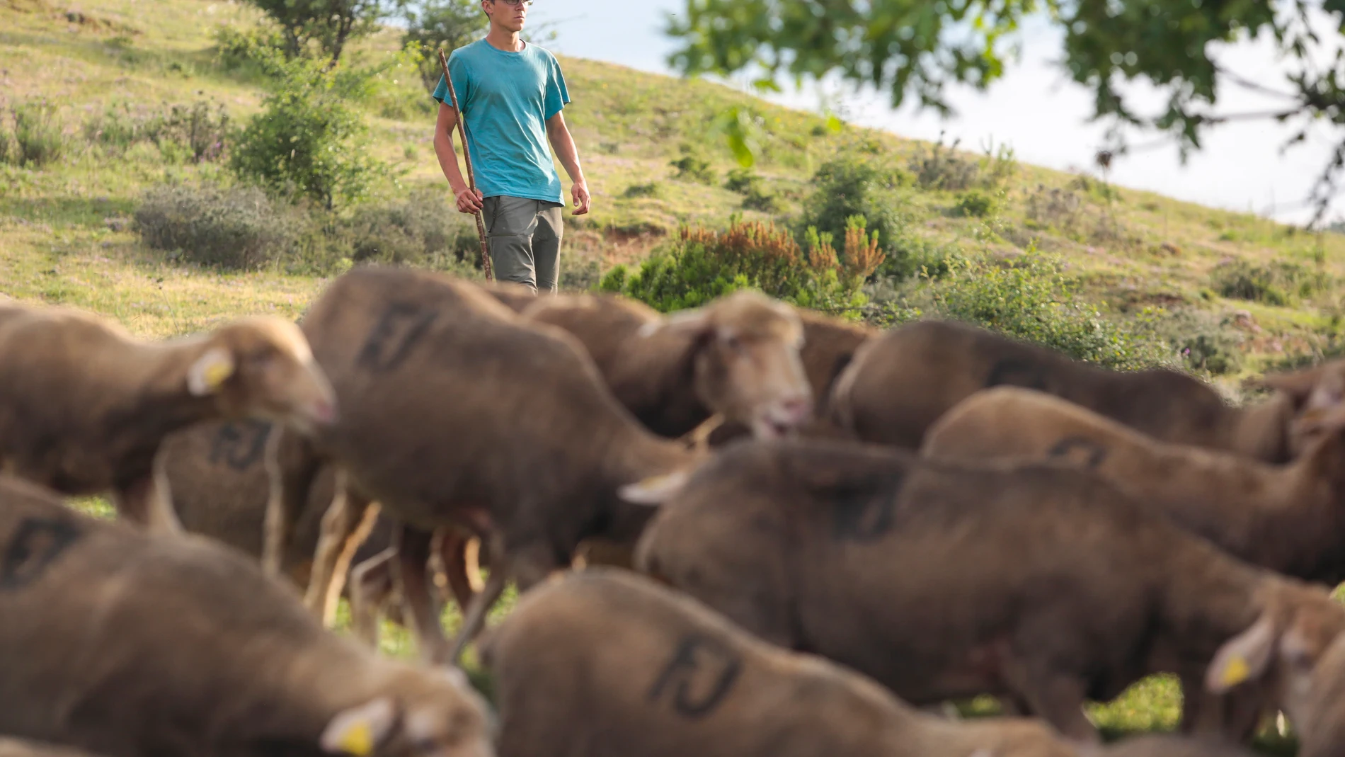 Trashumancia a su paso por El Valle de las Casas (León). En la imagen, el joven pastor Pablo Díaz dirige a las ovejas hacia la localidad de Salamón