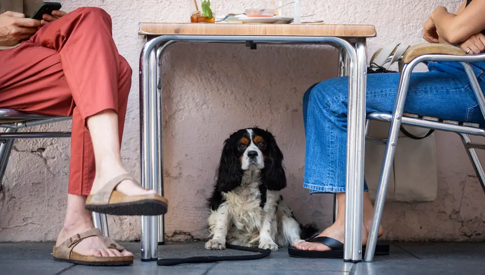 Un perro debajo de la mesa de una terraza refugiándose del calor mientras sus dueños toman algo en un bar de Malasaña.